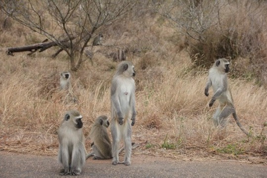 Kruger National Park, South Africa